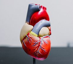 онлайн тест на состояние сердца